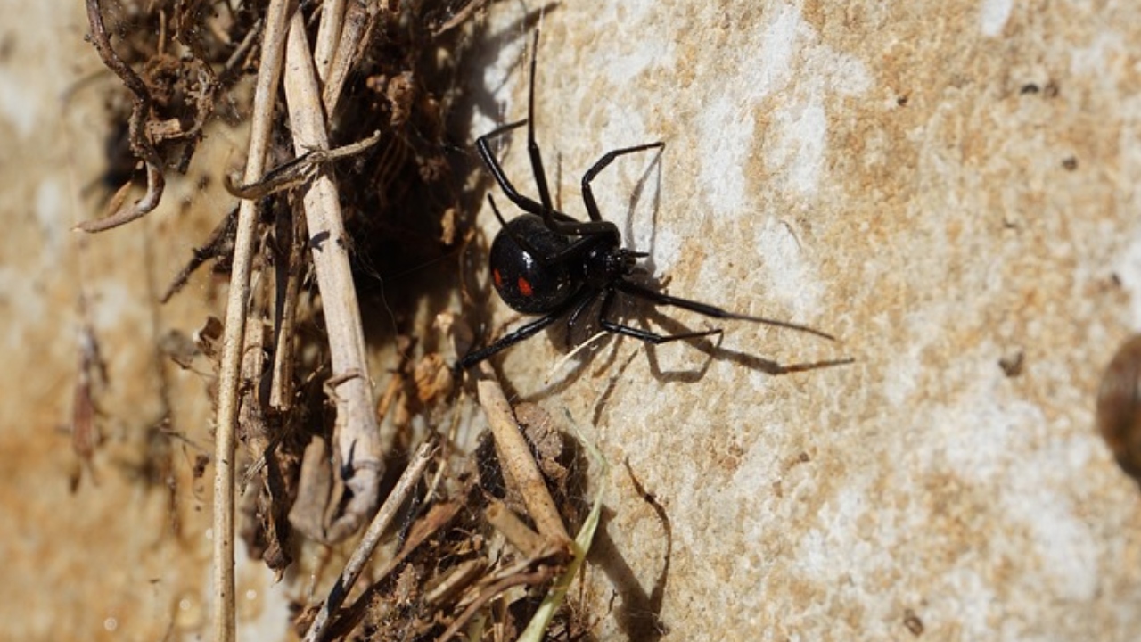 Para ficar com barriga em forma, mulher injetou aranha viúva-negra e parou no hospital