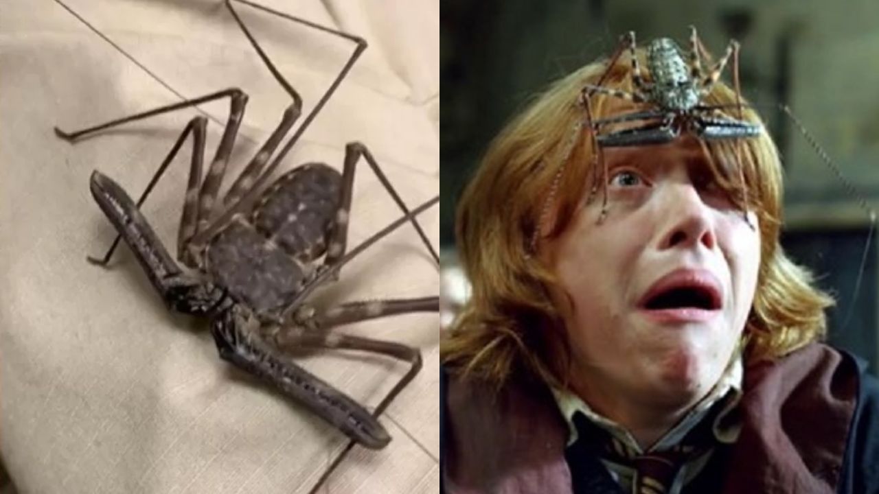 Tem na Amazônia: Conheça o curioso aracnídeo que lembra a aranha de Harry Potter