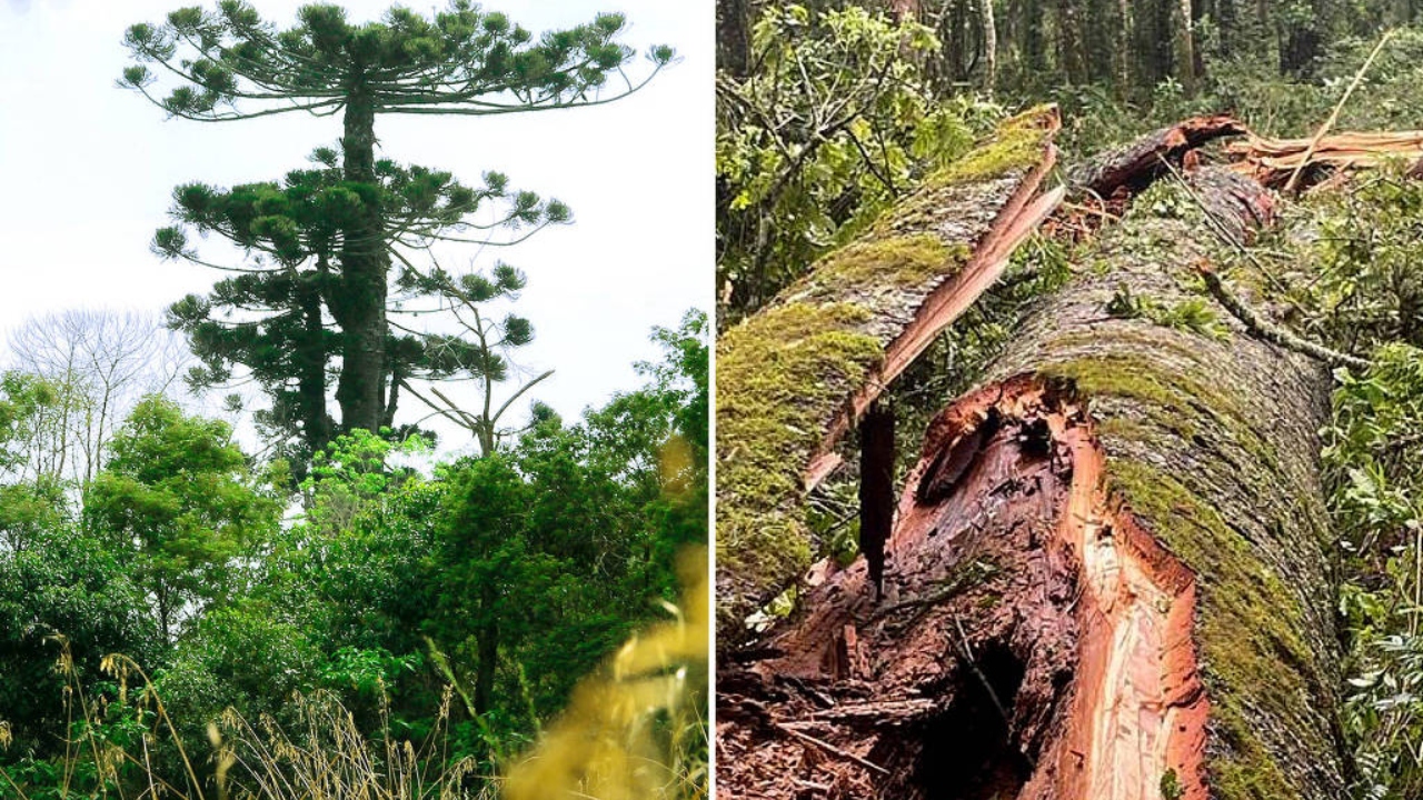 Araucária de 750 anos, a maior do Paraná, é derrubada por vendaval