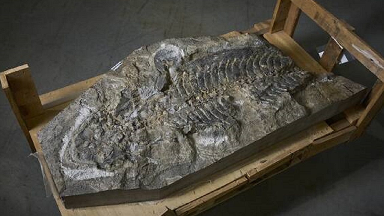 Pesquisadores identificam anfíbio de 240 milhões de anos encontrado intacto