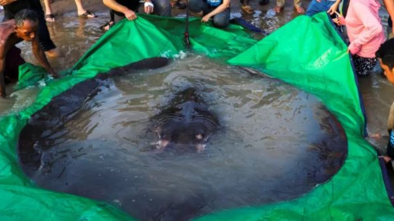 Com 300 kg, arraia gigante se torna maior peixe de água doce já encontrado