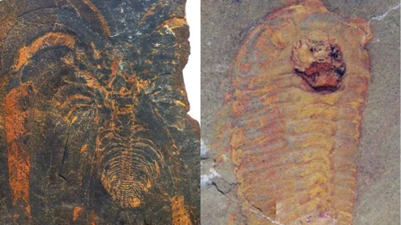 Novas descobertas apontam que artrópodes gigantes dominavam mares no passado