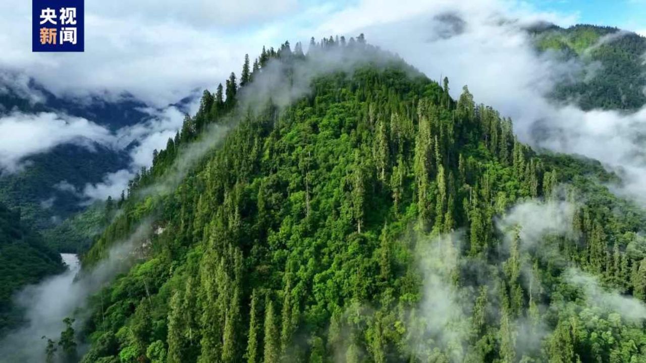 China: Floresta com árvores gigantes de até 100 metros de altura é descoberta