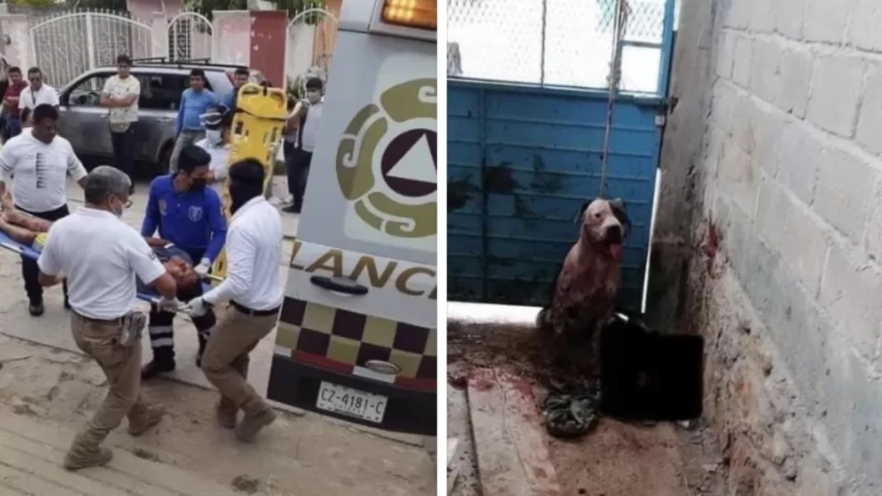 Ladrão é atacado por pitbull e família de suspeito pede morte do animal