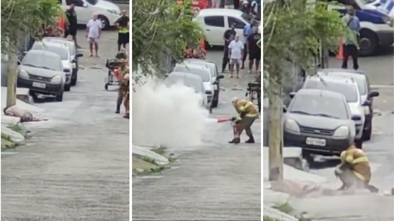 Homem sobrevive após ser atacado por enxame de 1.500 abelhas