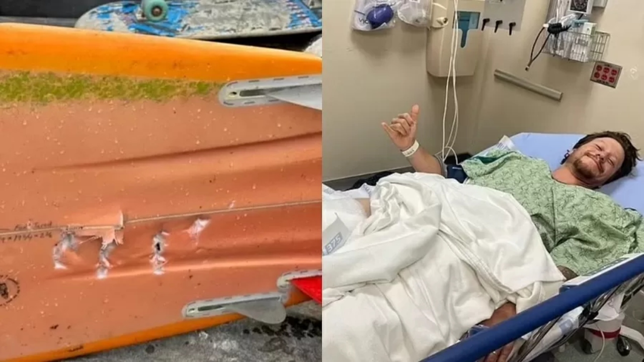 Homem sobrevive ataque de tubarão após acertar chutes no animal