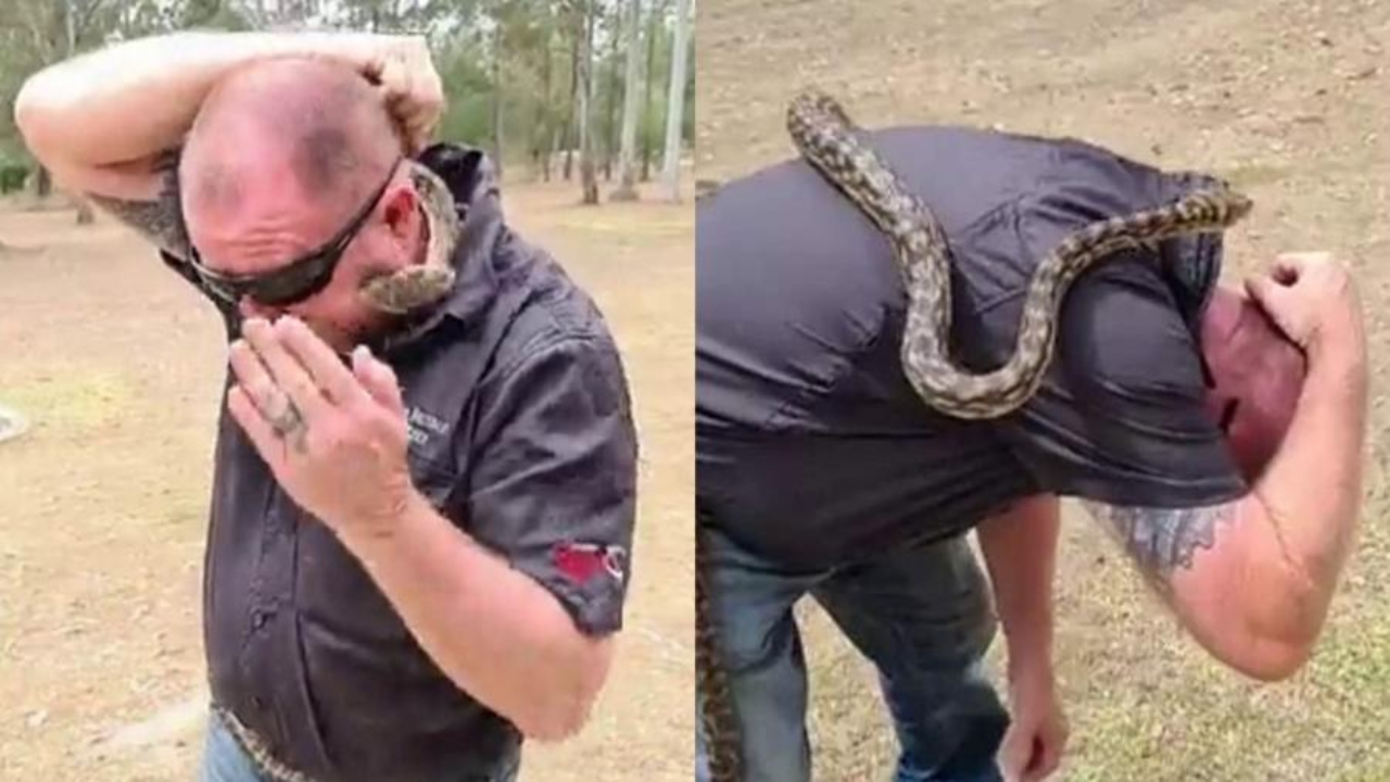 Apanhador de cobras é picado por píton em live