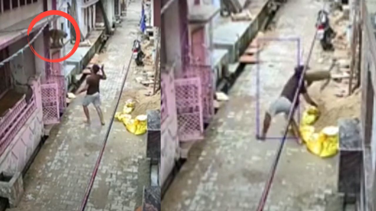 Câmera de segurança mostra homem sendo atacado por macacos na Índia