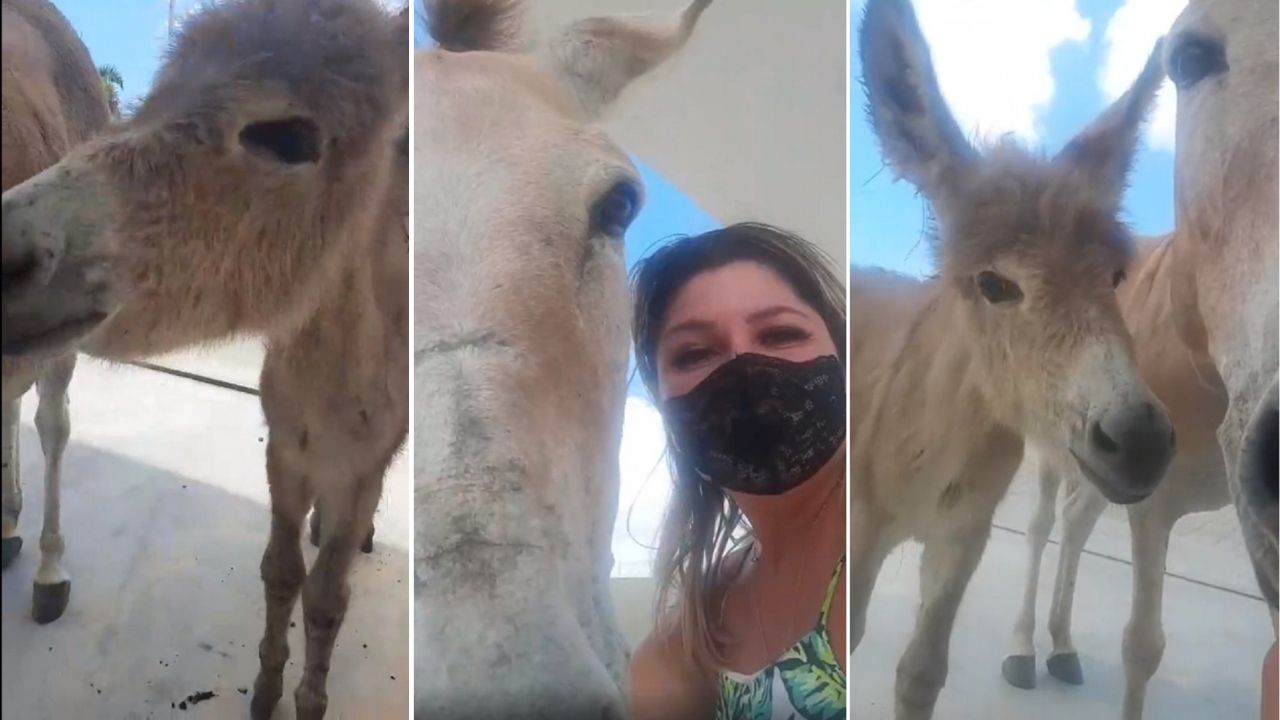 Ativista conta como usou a própria calcinha para ’salvar a vida’ de dois jumentos