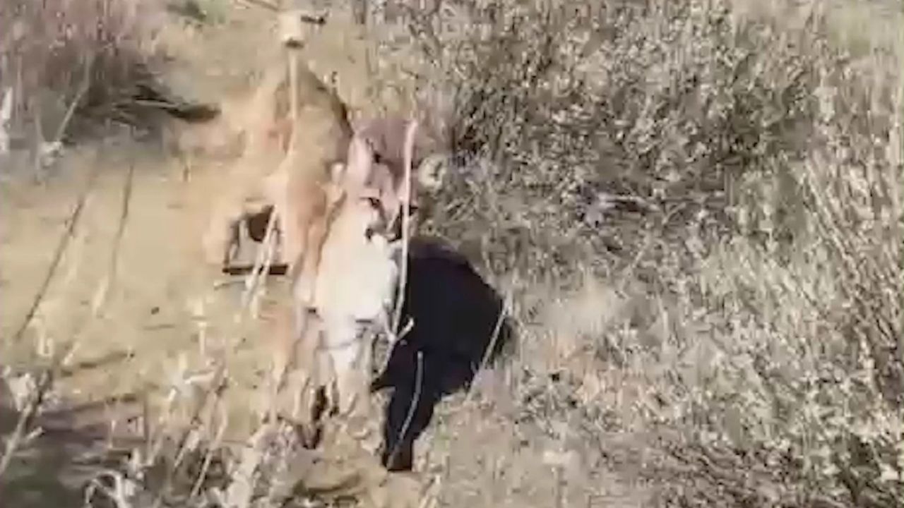 Ator foge de leão da montanha de maneira inusitada