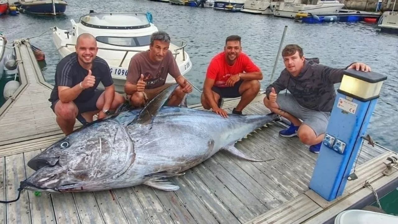 Atum gigante é pescado por três pessoas na Espanha: ‘Foi uma luta’