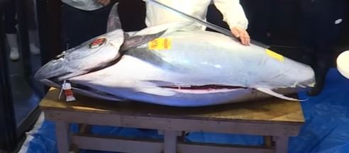 Atum gigante é leiloado por R$ 1 milhão no Japão