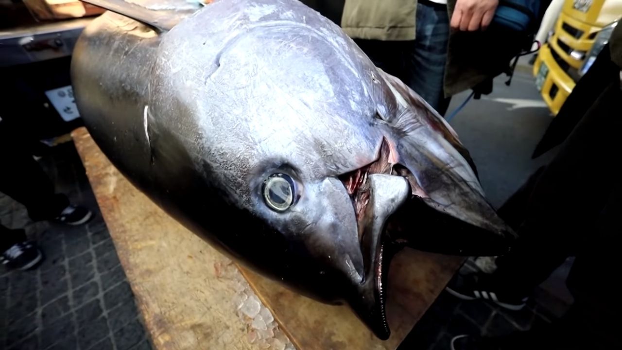 Atum para ‘sushi de alto padrão’ é leiloado por R$ 850 mil no Japão