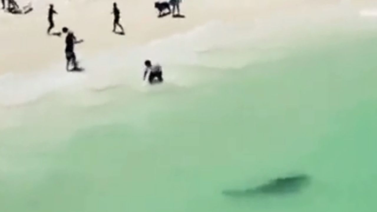 Tubarão de 3 metros é visto na beira do mar