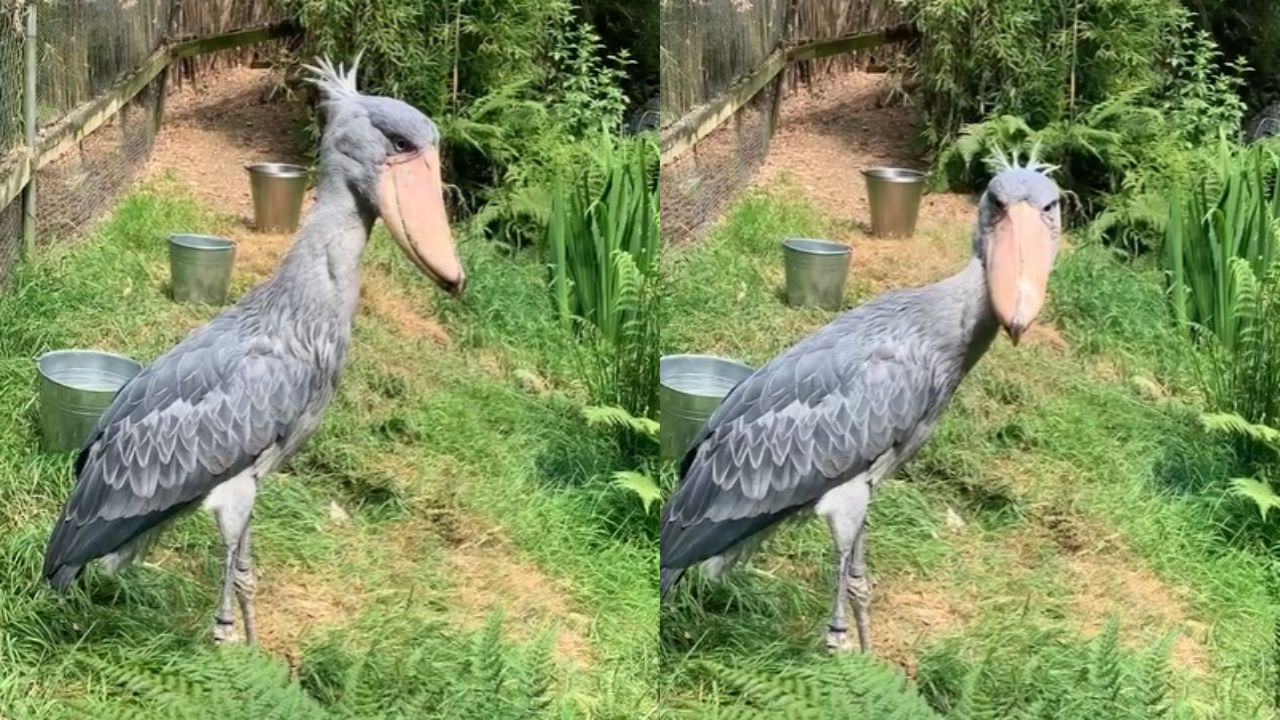 Ave rara chega a zoológico no Reino Unido e busca parceiro para salvar espécie