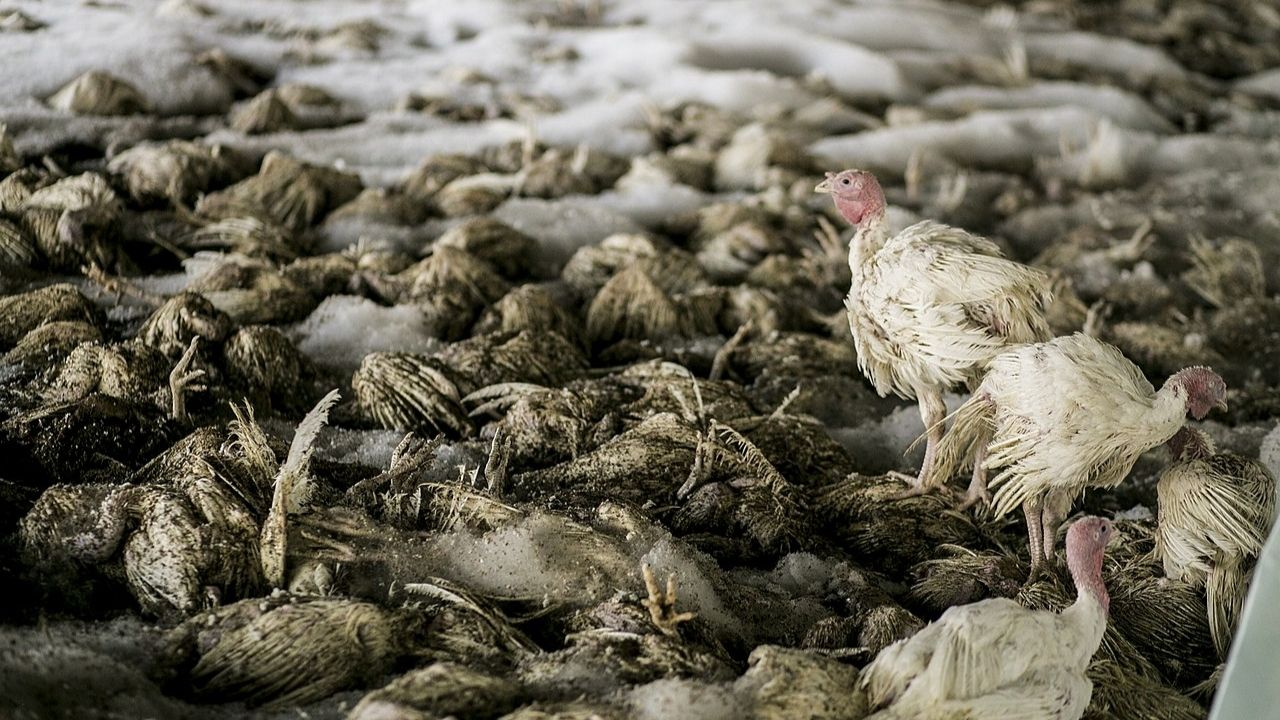 Primeiros casos de gripe aviária H5N8 em humanos são detectados por governo russo