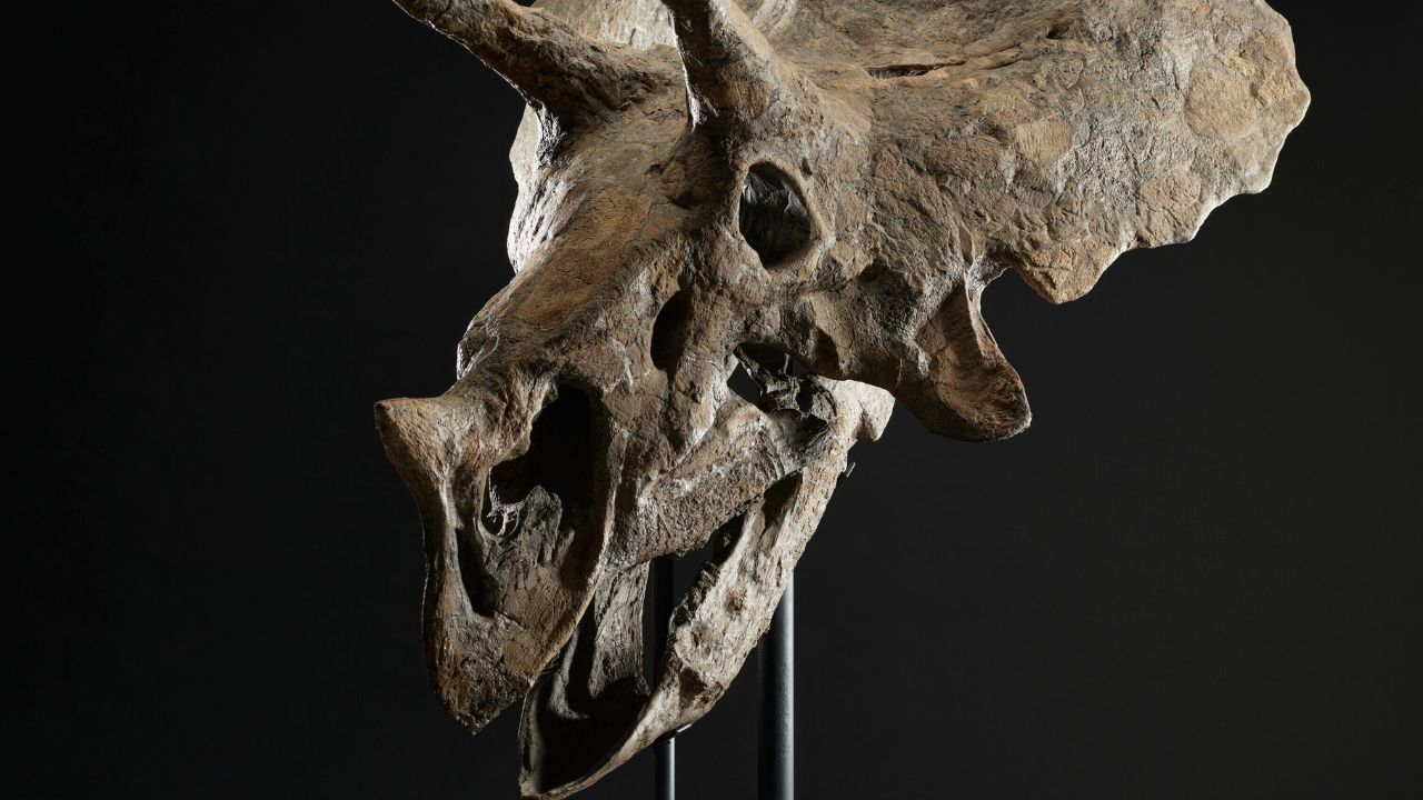 Crânio de dinossauro e violão de sobrinha de Luís XIV vão a leilão na França
