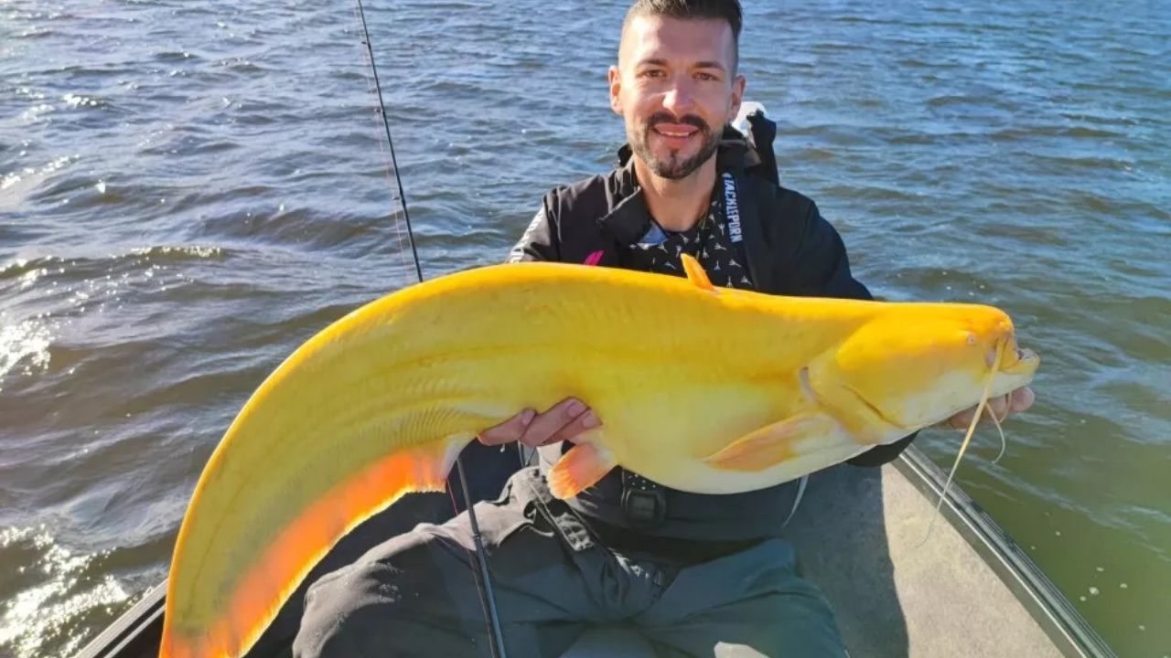 Bagre amarelo gigante raro é pescado na Holanda