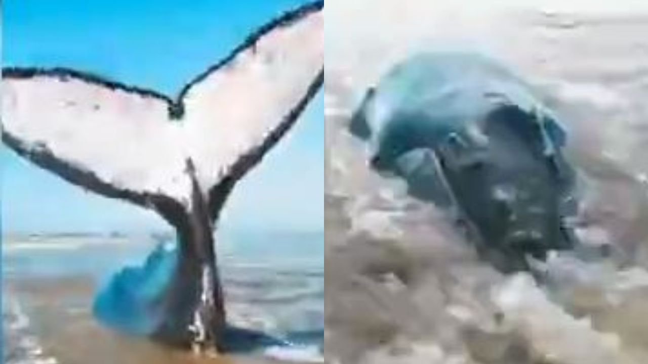 Baleia-jubarte encalha viva em praia de Santa Catarina