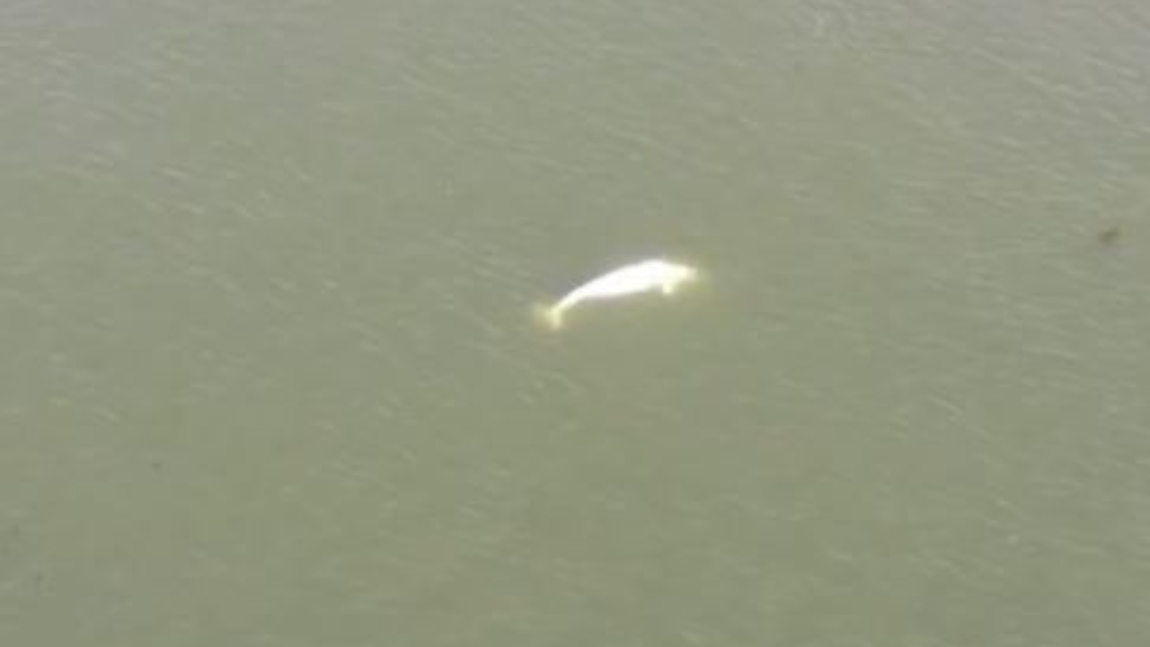 Monitorada por drone: Baleia beluga é avistada no rio Sena