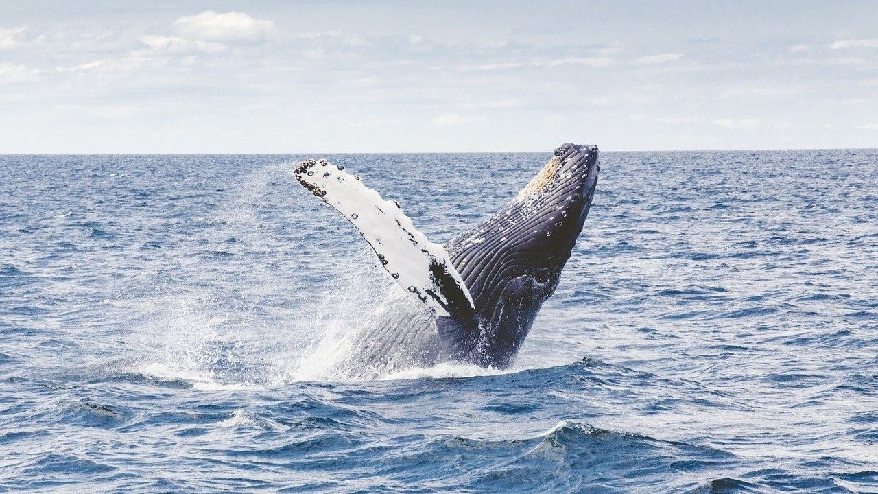 Após hiato de 40 anos, baleias azuis voltam a nadar na costa da Espanha