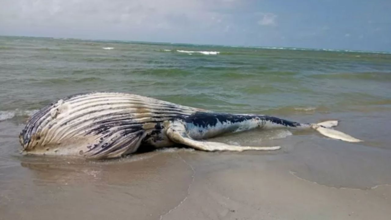 Filhote morto de baleia jubarte é encontrado em praia do Alagoas