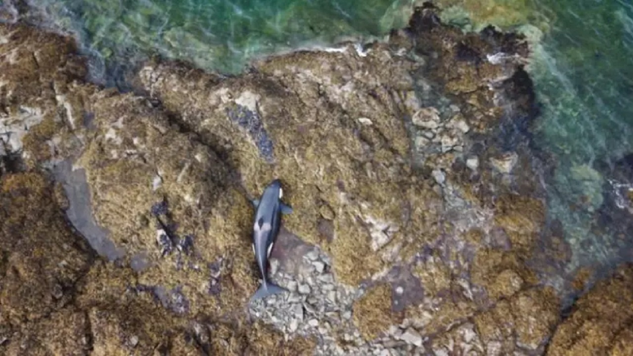 Baleia fica encalhada por seis horas em ilha da costa do Alasca