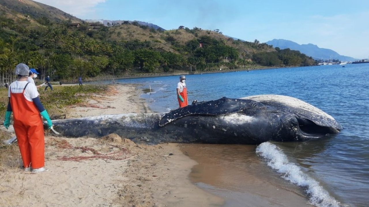 Após ser encontrada morta, baleia é enterrada em praia no litoral norte de São Paulo