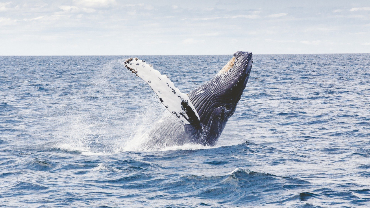 Nos EUA, pescador é abocanhado e cuspido por baleia em alto mar