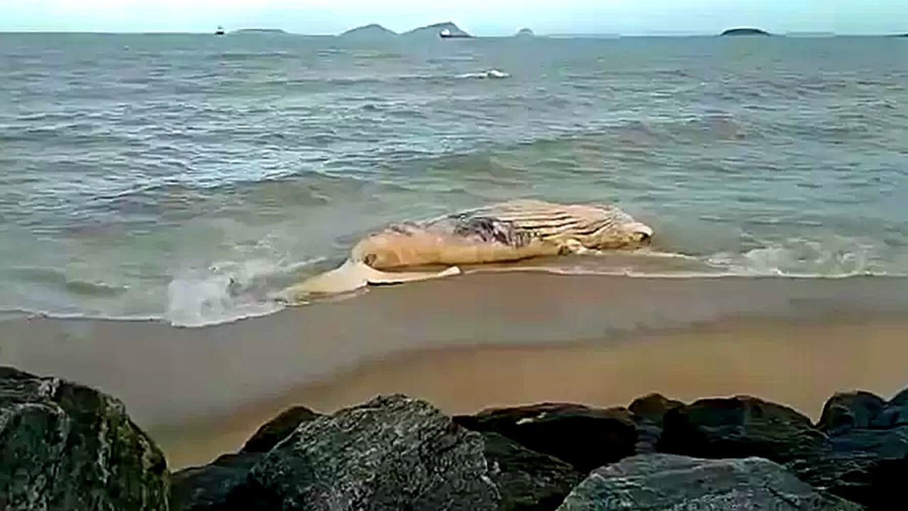 Cadáver de baleia de 13 metros é encontrada em praia no Rio de Janeiro