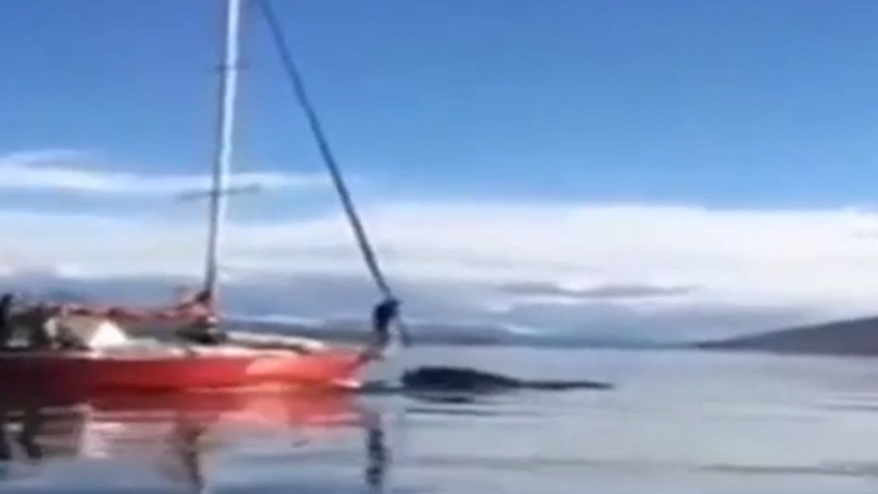 Barco persegue e atropela baleia, enquanto tripulantes ‘apenas riem’