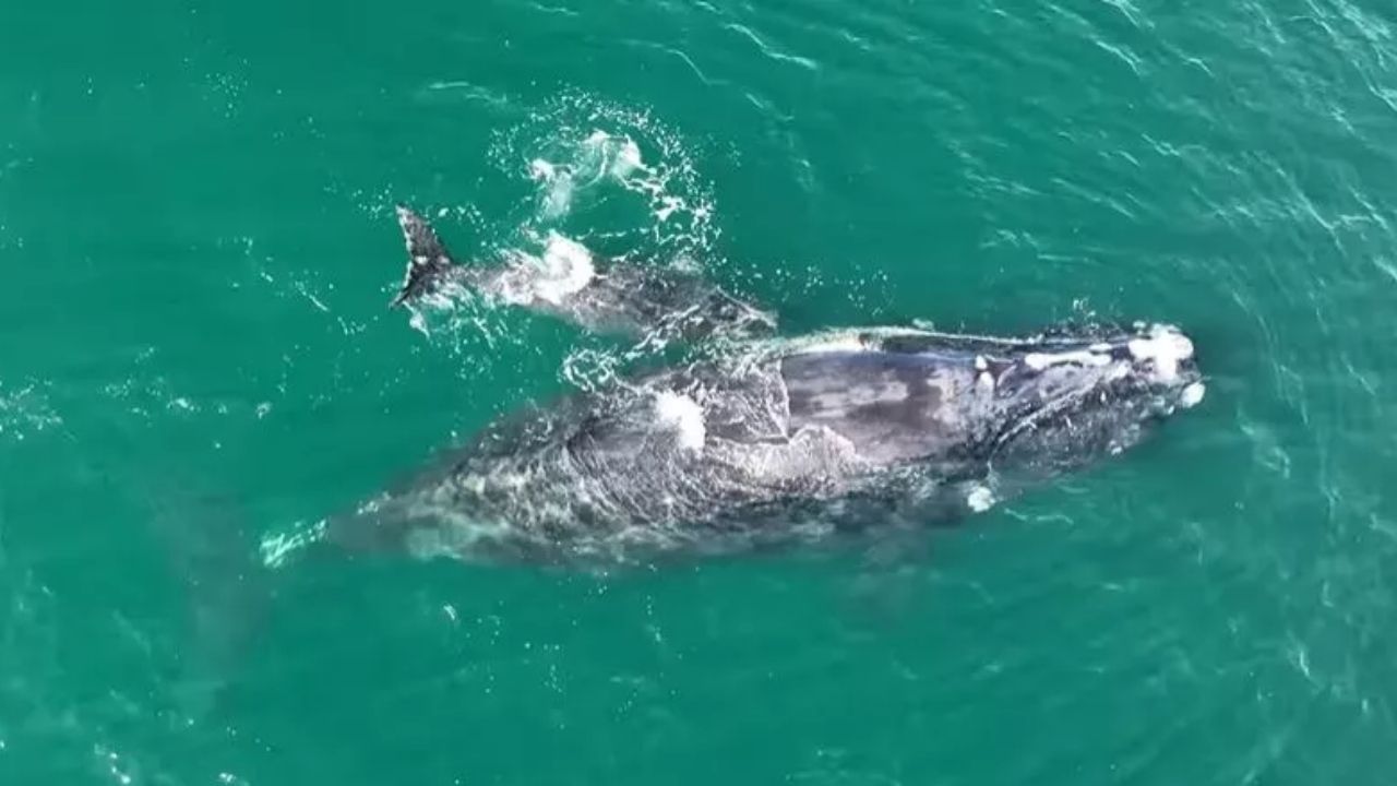 Filhote nasce de baleia presa à rede de pesca