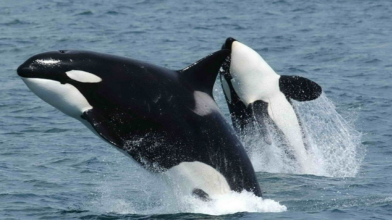 Grupo de orcas volta a afundar iate no Estreito de Gibraltar