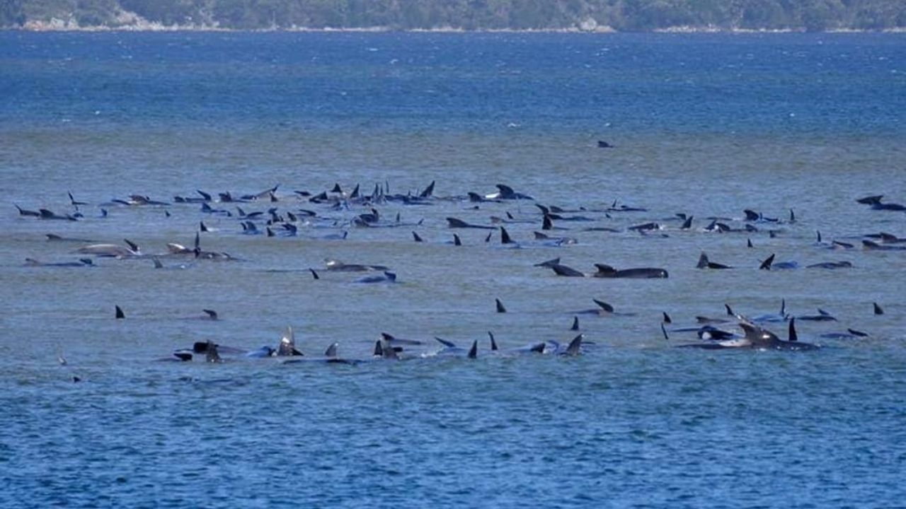 Quase 400 baleias são encontradas mortas na Austrália