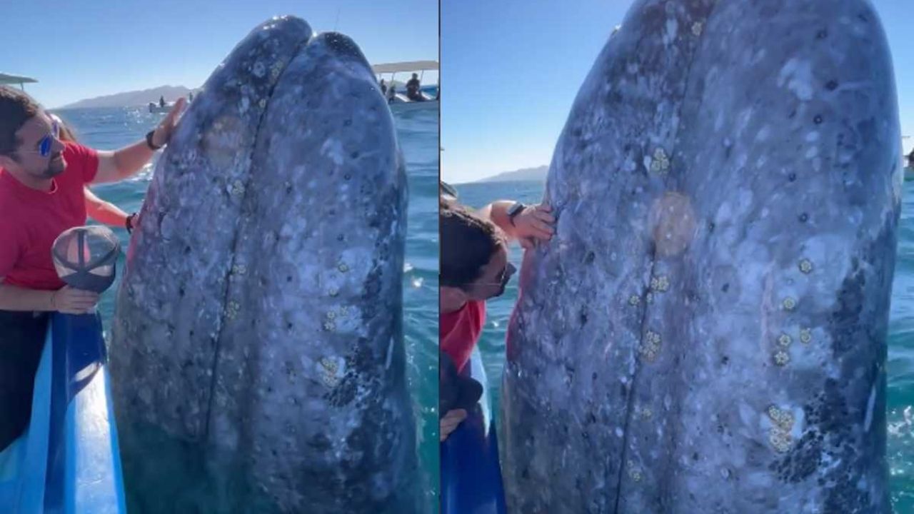 Baleia de 45 toneladas aparece ao lado de barco para receber carinho no México
