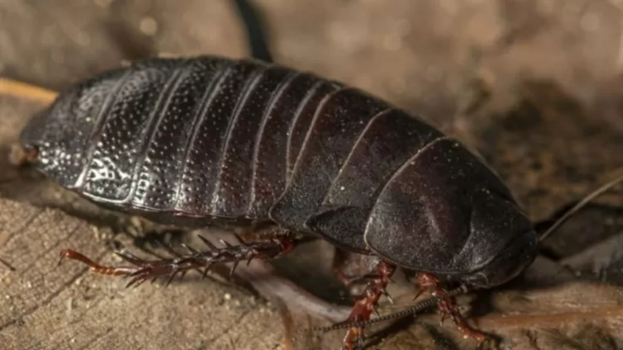 Barata gigante considerada extinta é encontrada em ilha na Austrália