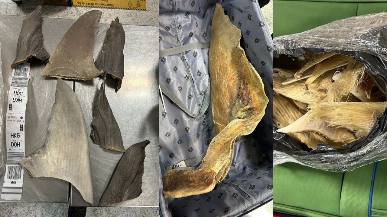 Afrodisíaco dos mares: 160 quilos de barbatanas de tubarão são apreendidos no aeroporto de Guarulhos