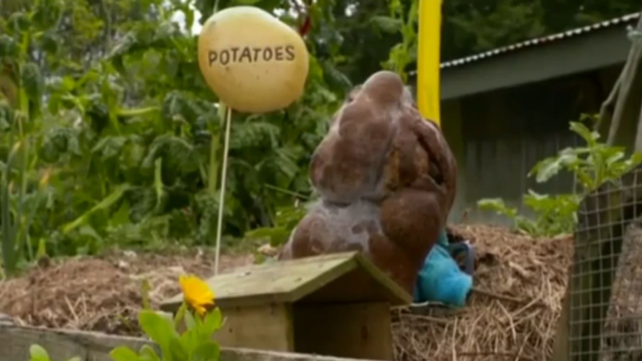 Mais lidas: Batata que poderia ser a maior do mundo não é uma batata, declara Guinness
