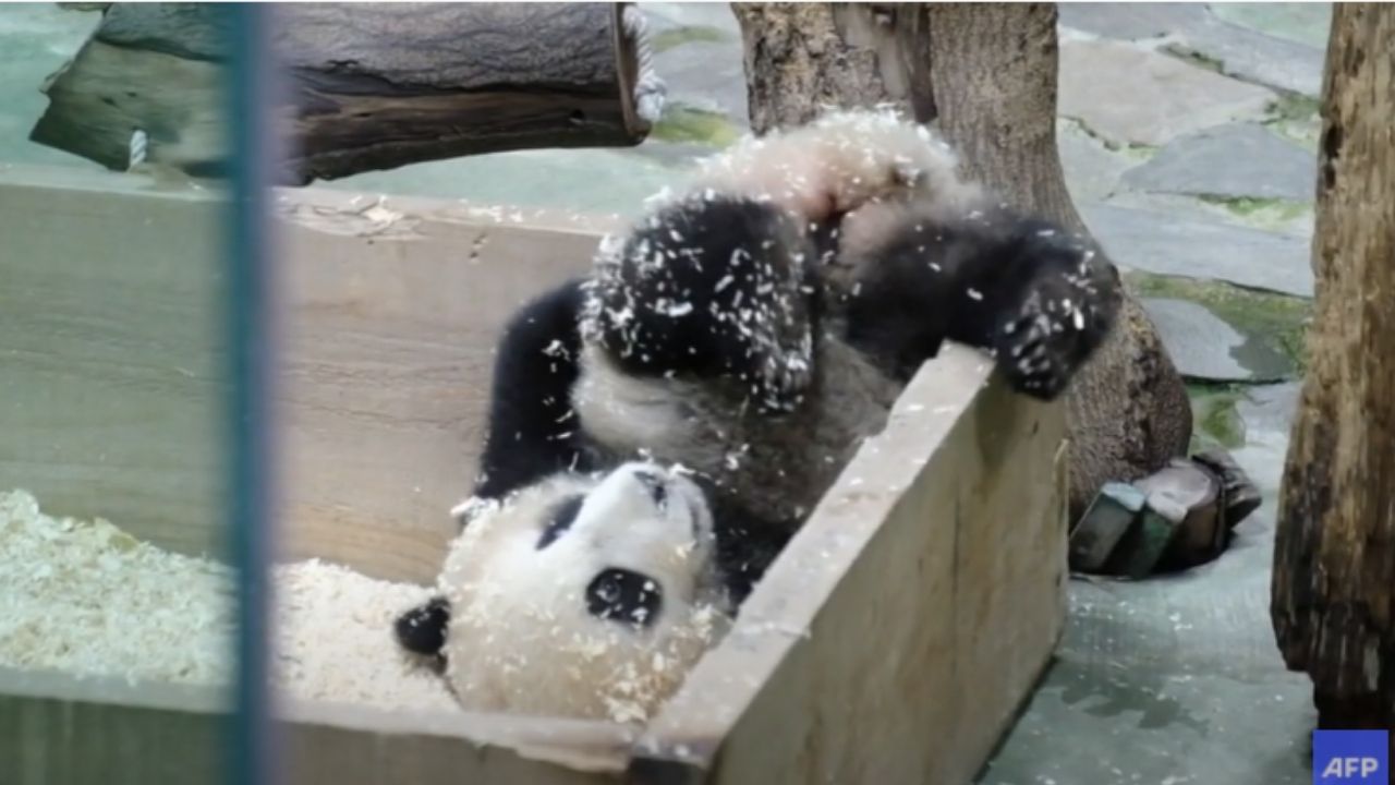 Bebê de panda gigante posa para câmeras pela primeira vez em Taiwan