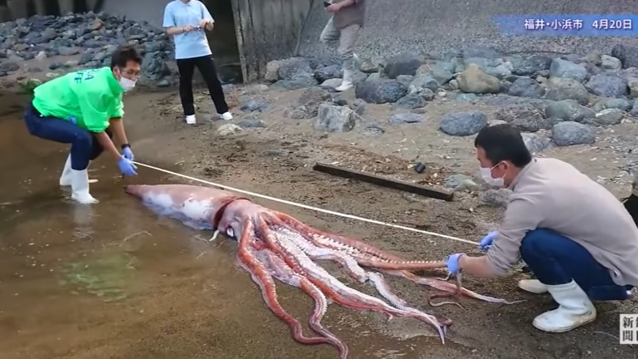 Lula gigante é encontrada viva em praia no Japão