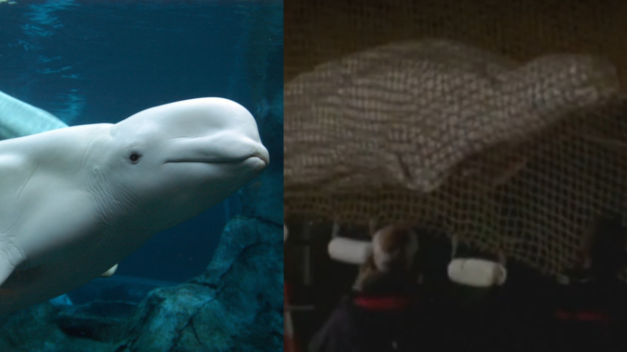 Morre baleia beluga que foi encontrada no rio Sena