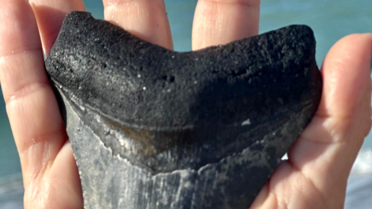 Caminhando em praia, mulher faz descoberta histórica relacionada ao temido megalodonte