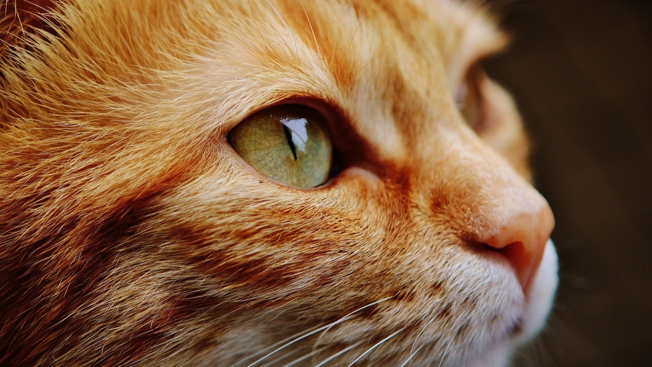 Dezenas de gatos são encontrados mortos em deserto dos Emirados Árabes Unidos