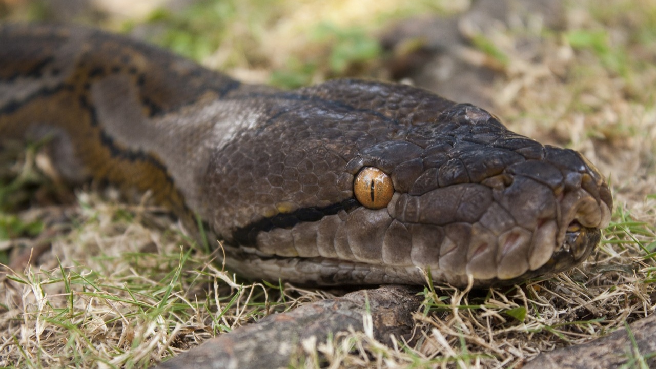 Cobra de 3 metros ataca homem de surpresa na Inglaterra