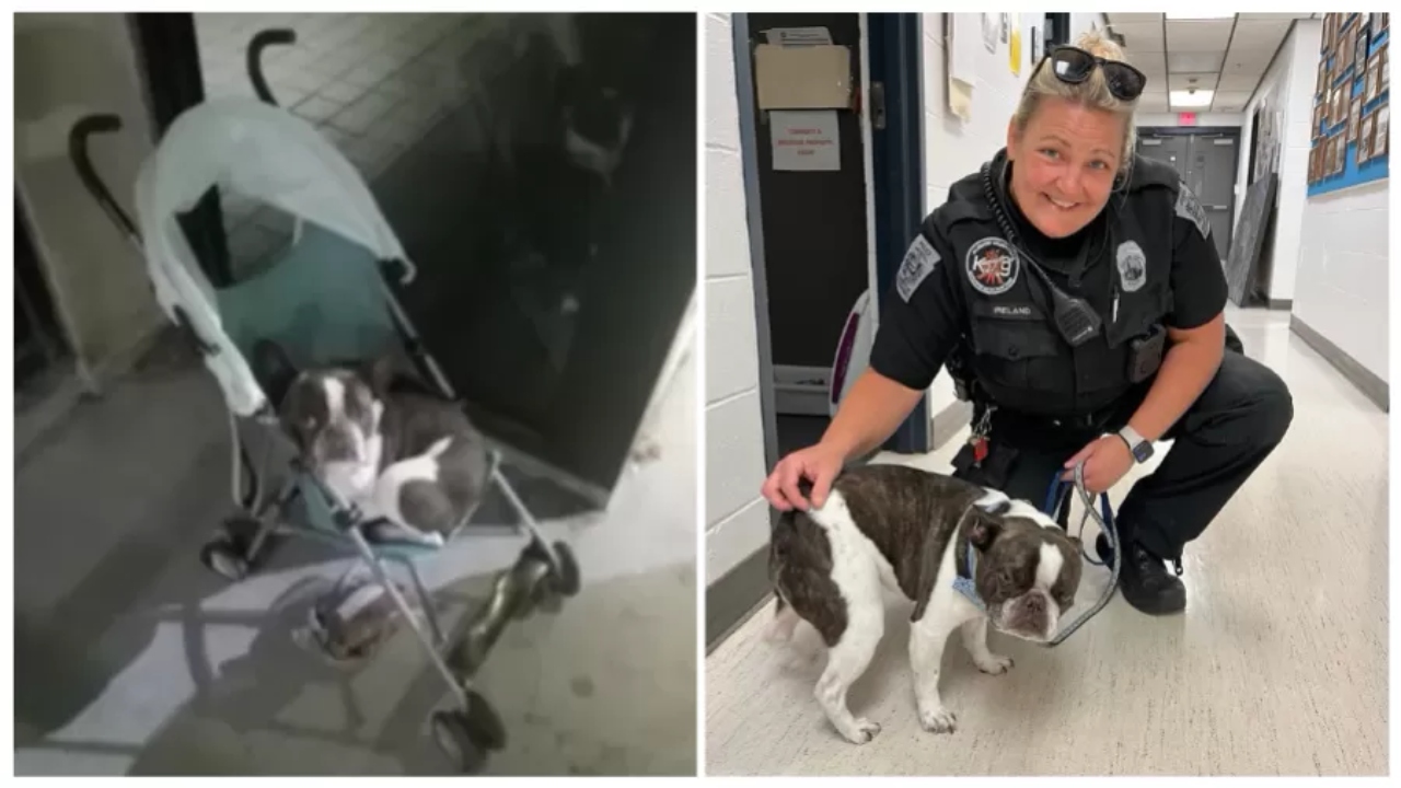 EUA: Após se recusar despachar cachorro, tutora o abandona em área de aeroporto