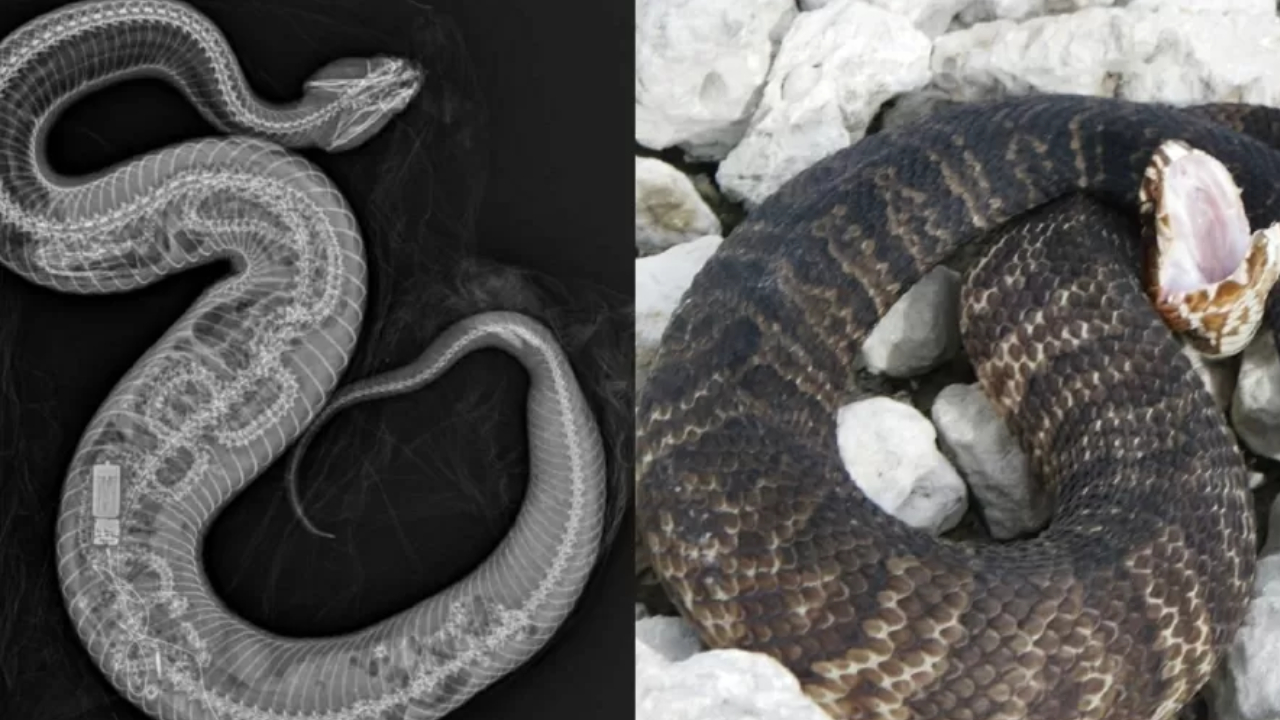 Raio x mostra que uma cobra foi engolida por outra cobra