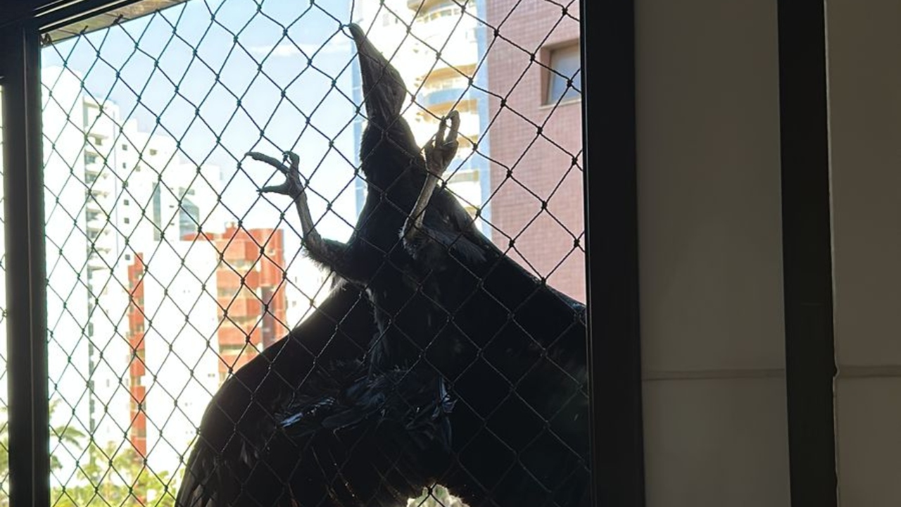 Moradores se assustam ao ver urubu pousado em janela de apartamento