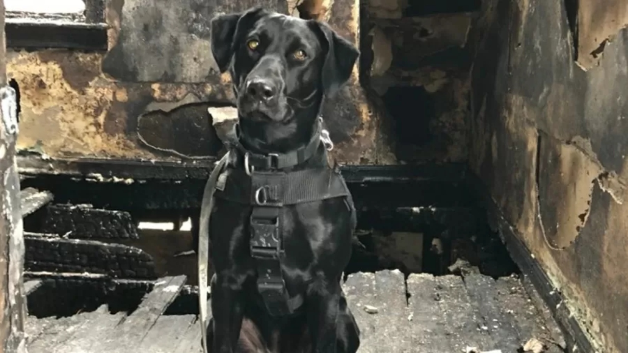 EUA: Cachorra atropela criança com carrinho de golfe