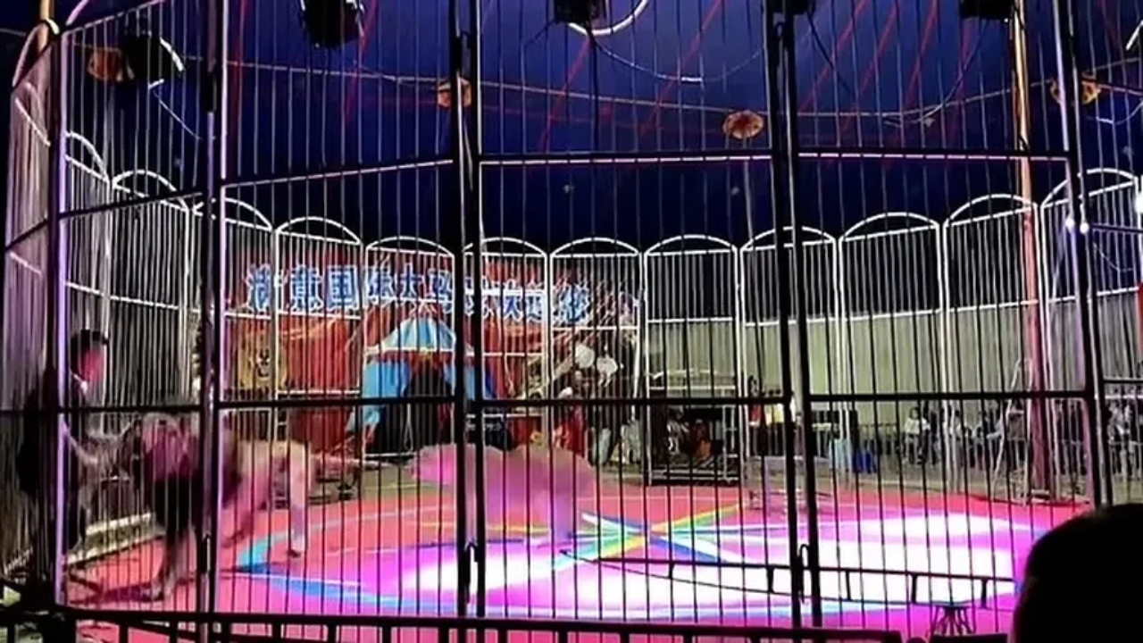 Vídeo mostra momento em que treinador escapa de ataque de leão em circo