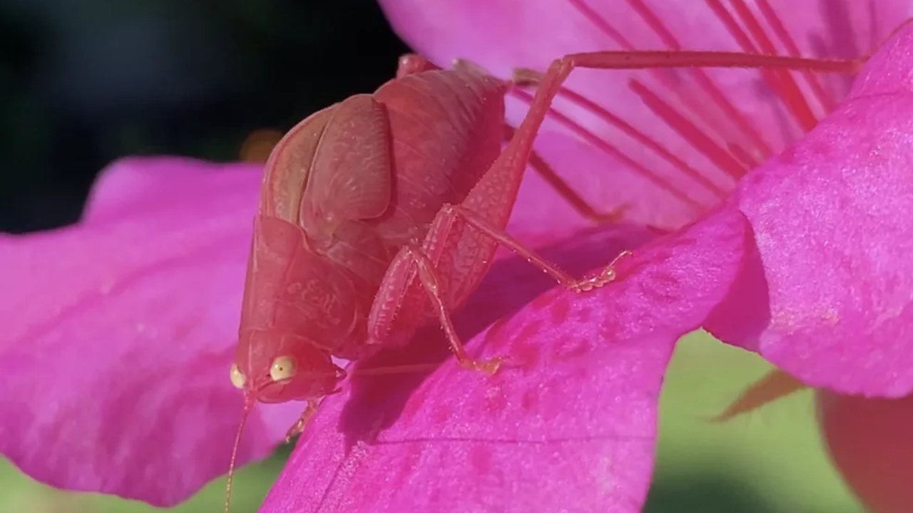 Mulher tira foto de rara esperança cor-de-rosa em jardim de casa